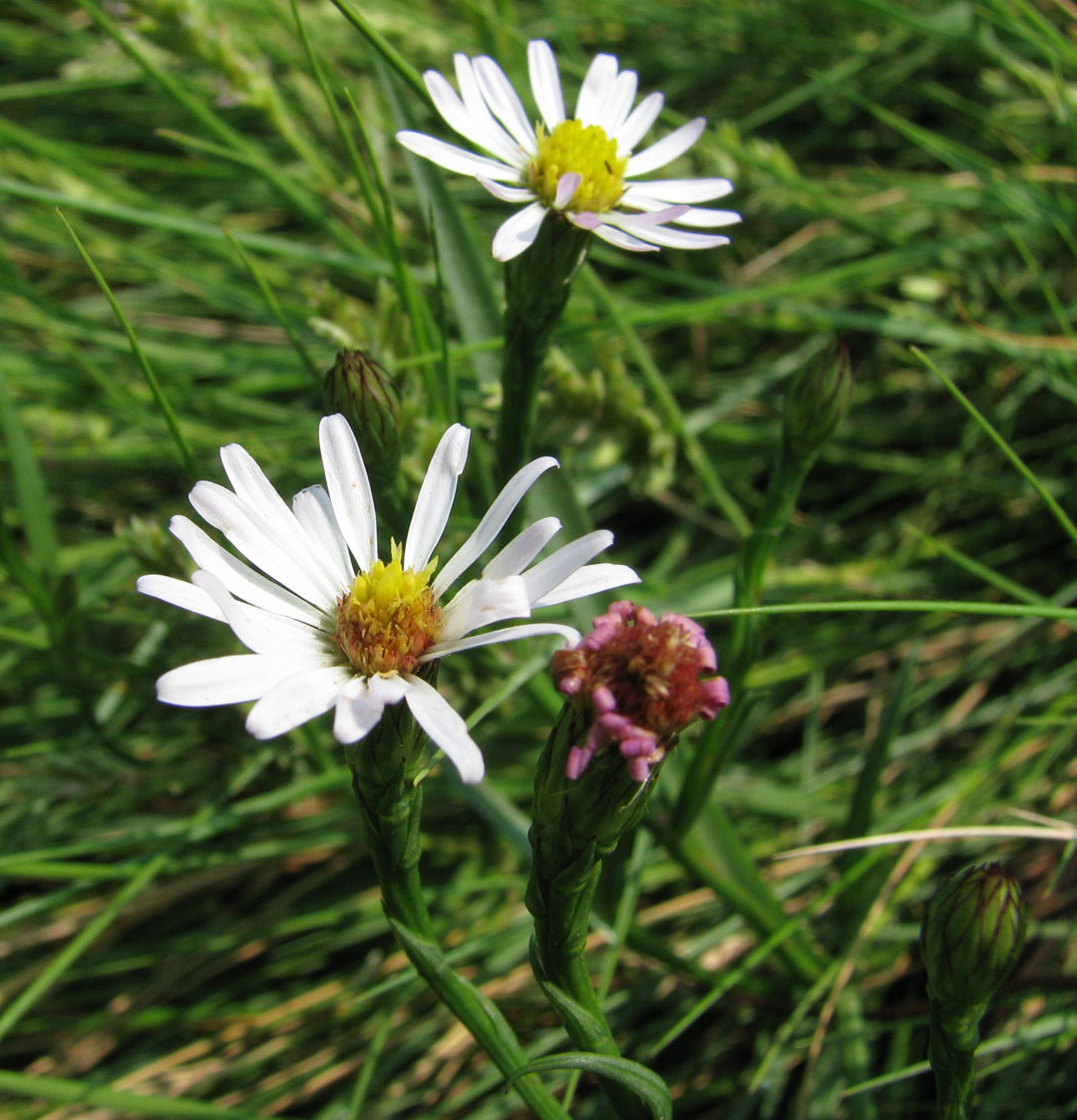 Salt Marsh Aster blossom