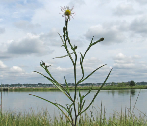 Salt Marsh Aster