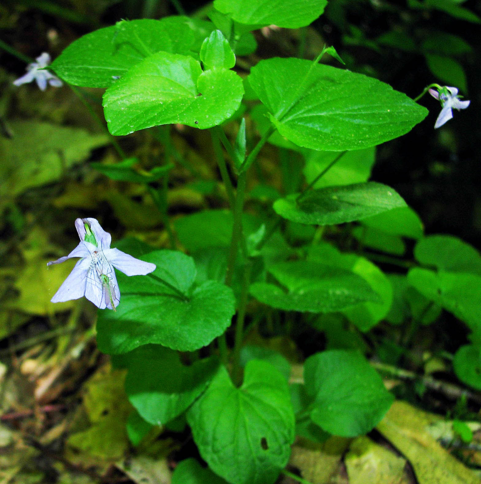 American Dog Violet Blossom