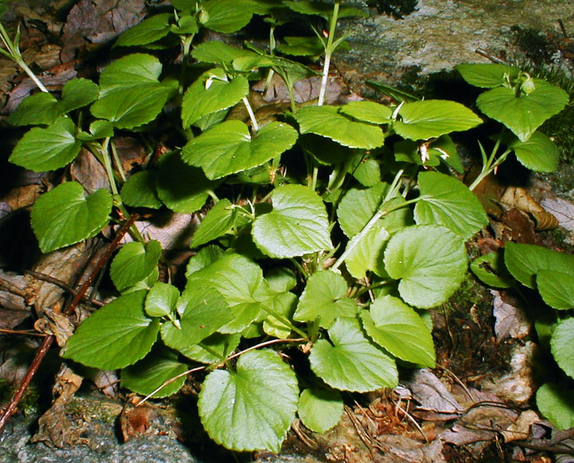 American Dog Violet Foliage