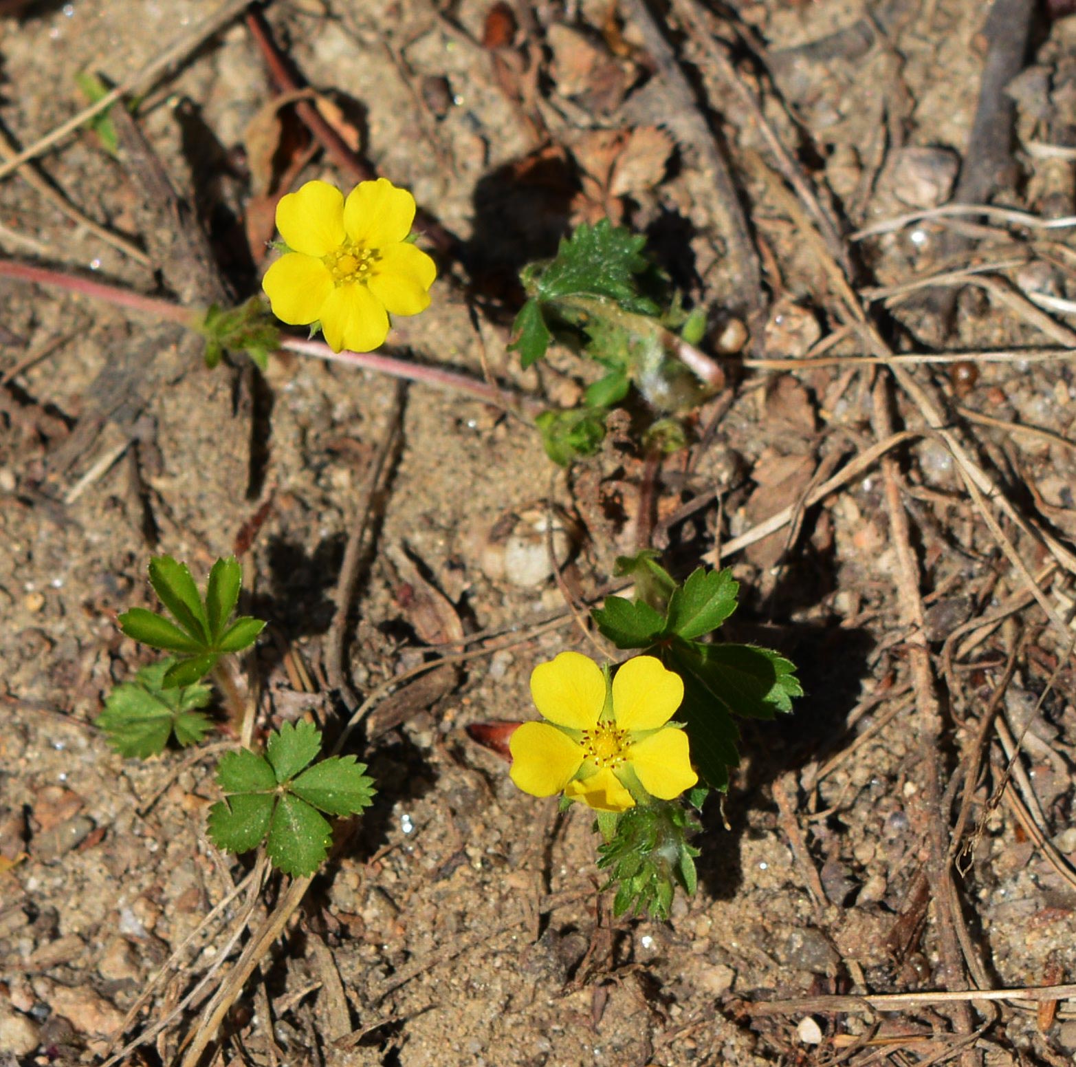 Dwarf Cinquefoil