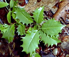 Detail of Holly leaf