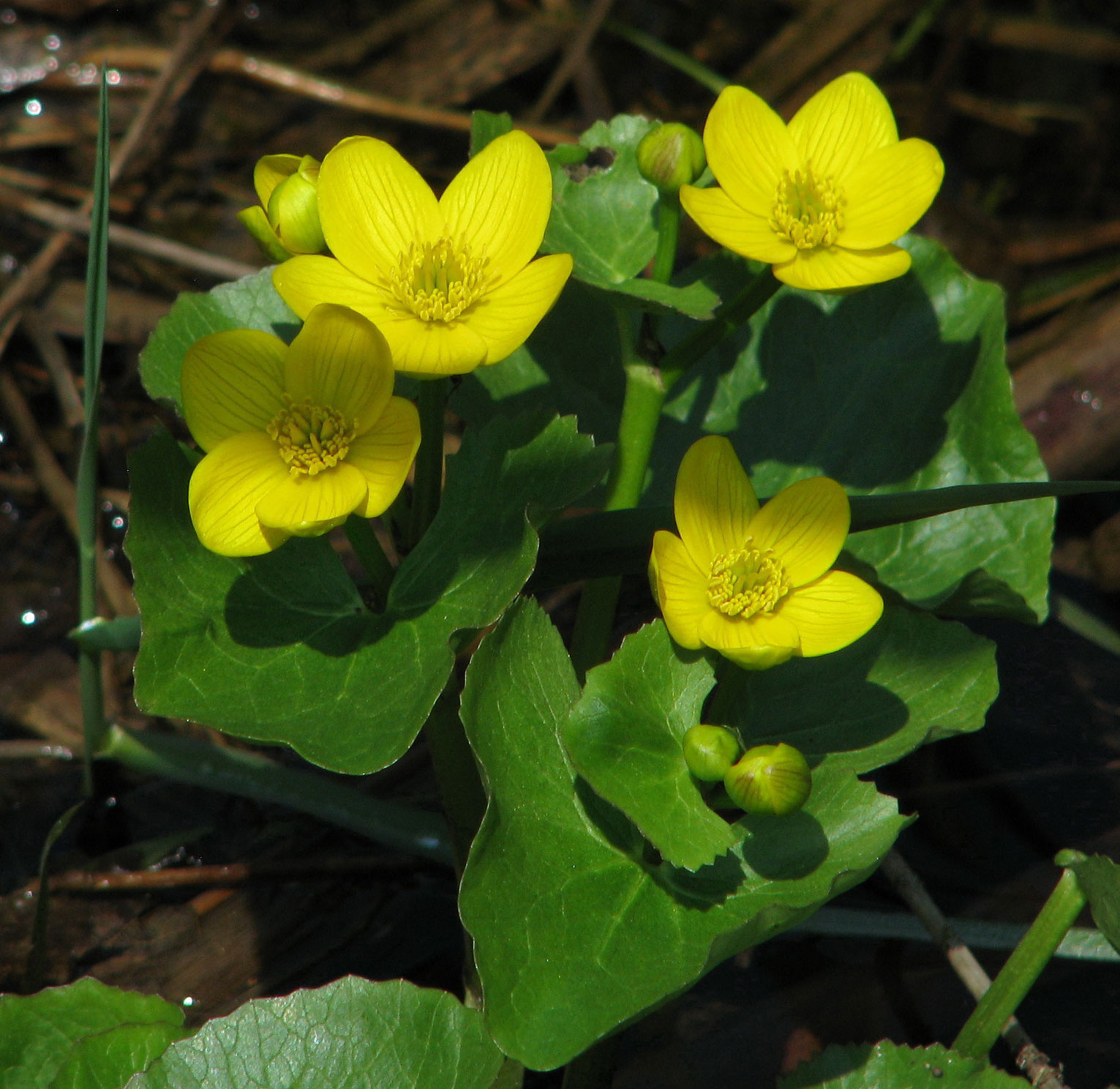 Marsh Marigold