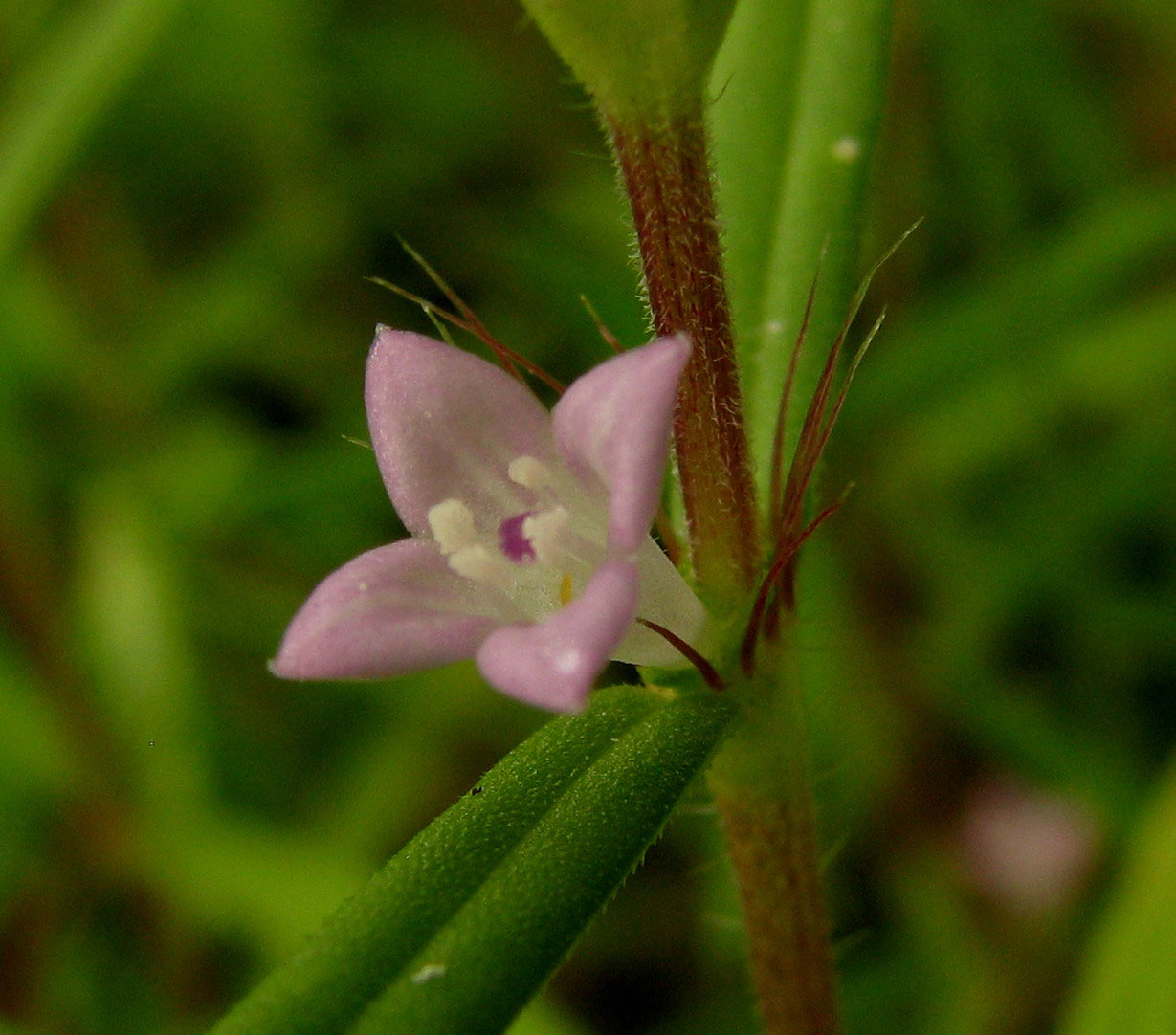 Buttonweed flower