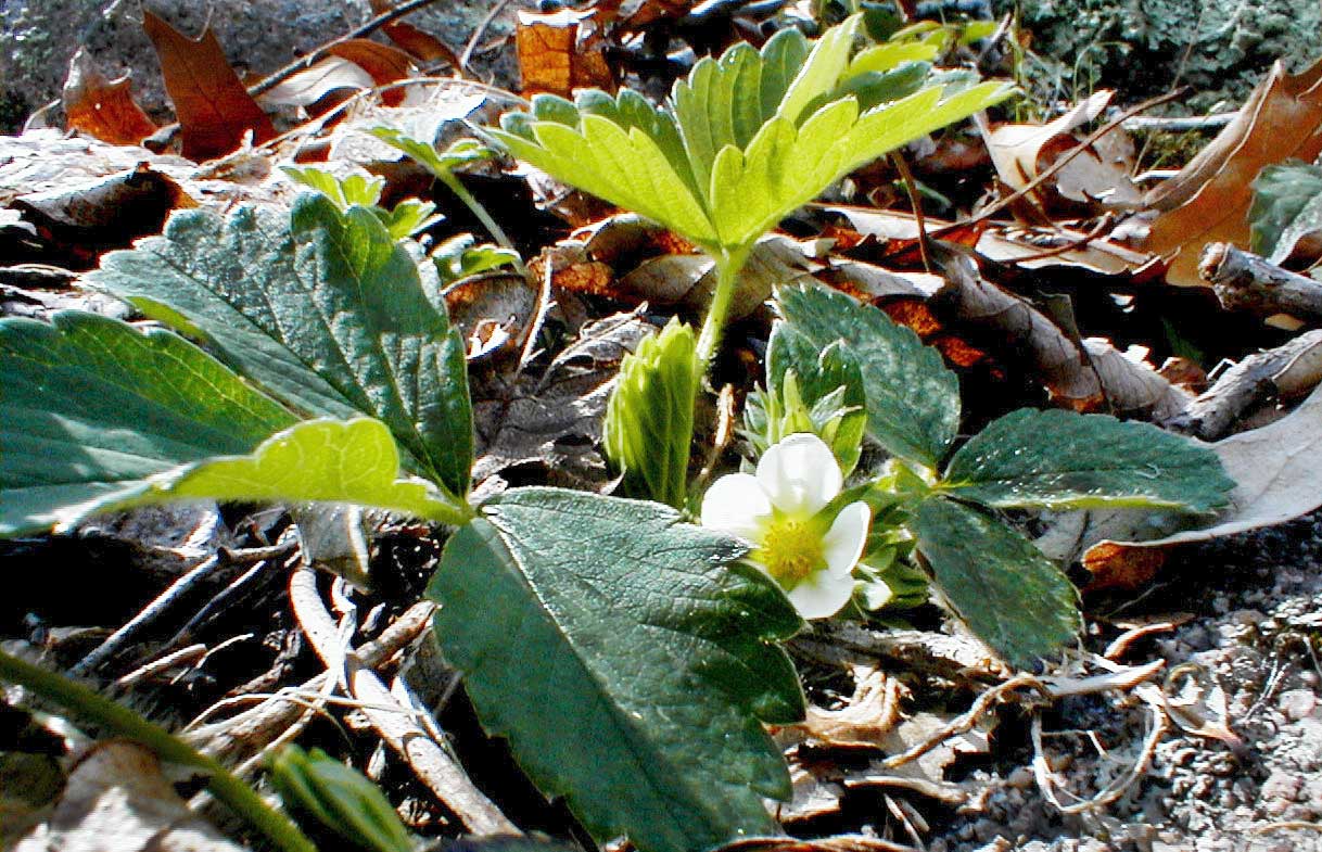 Stawberry plant  in flower