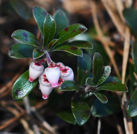 BearBerry