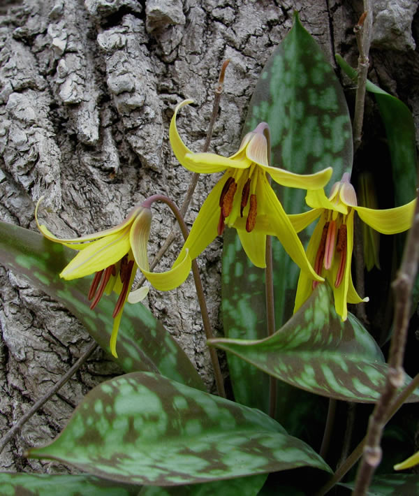 Trout-Lily