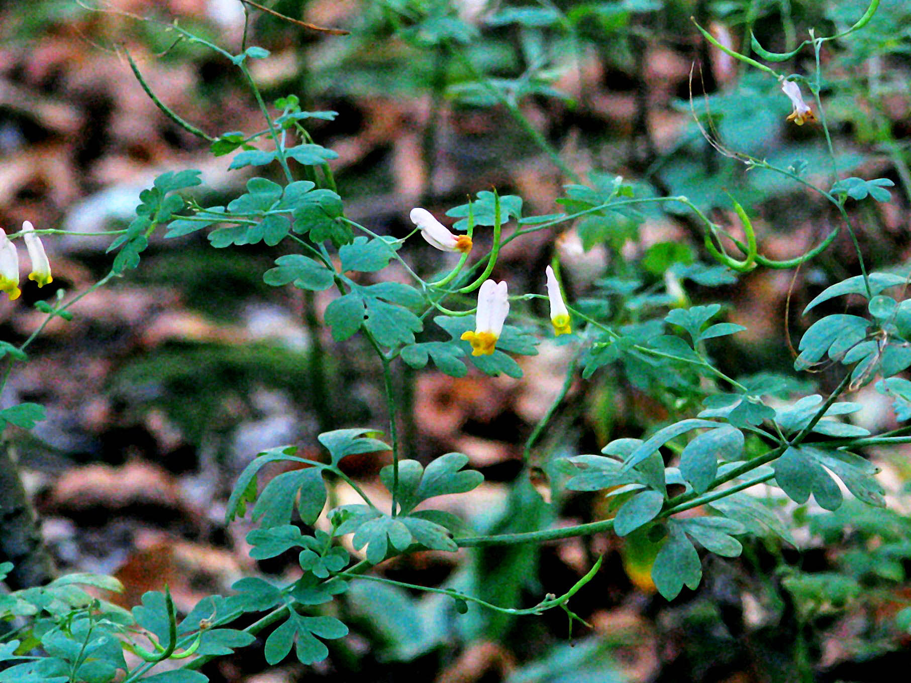 Corydalis plant