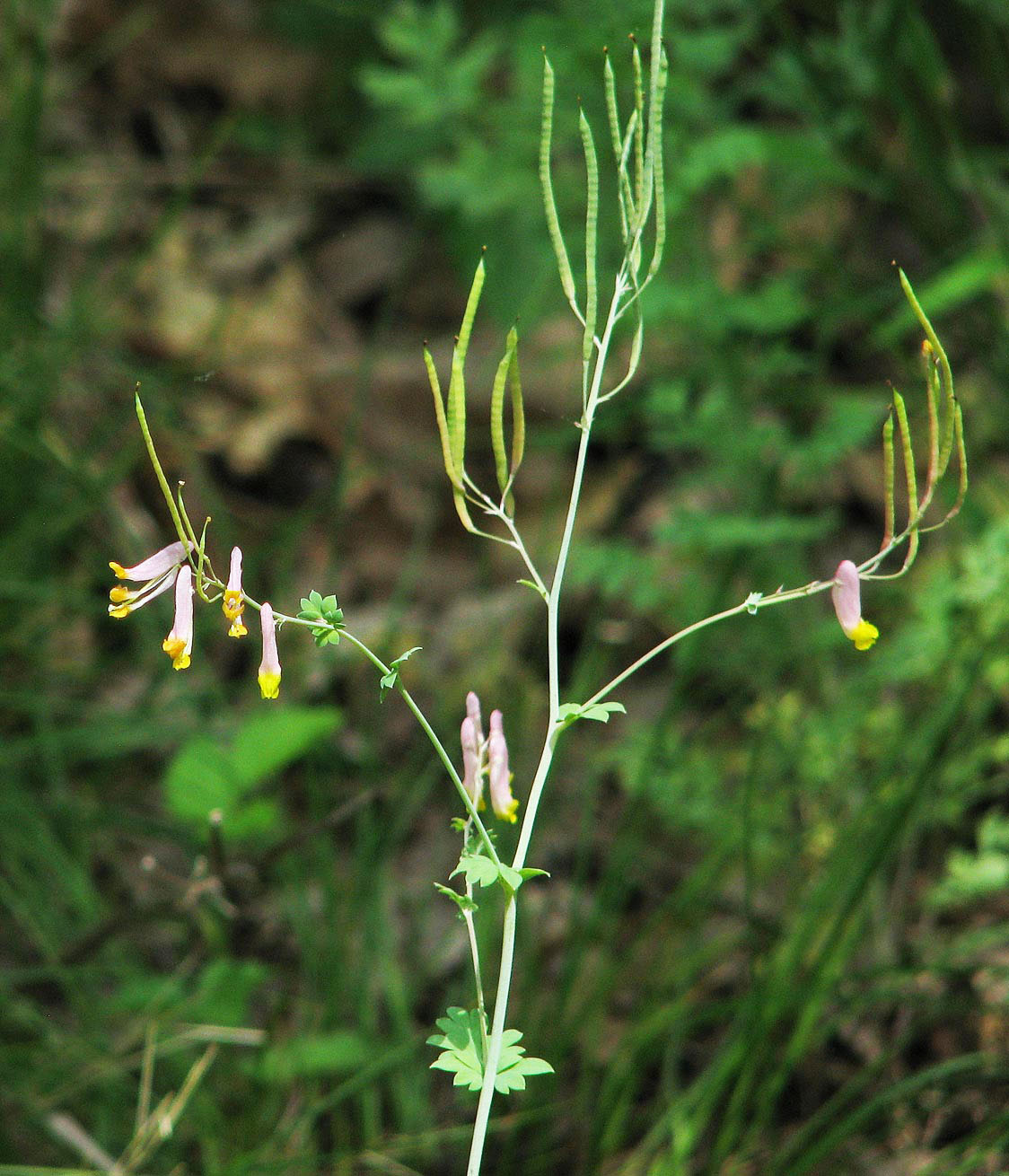 Corydalis flowering stalk