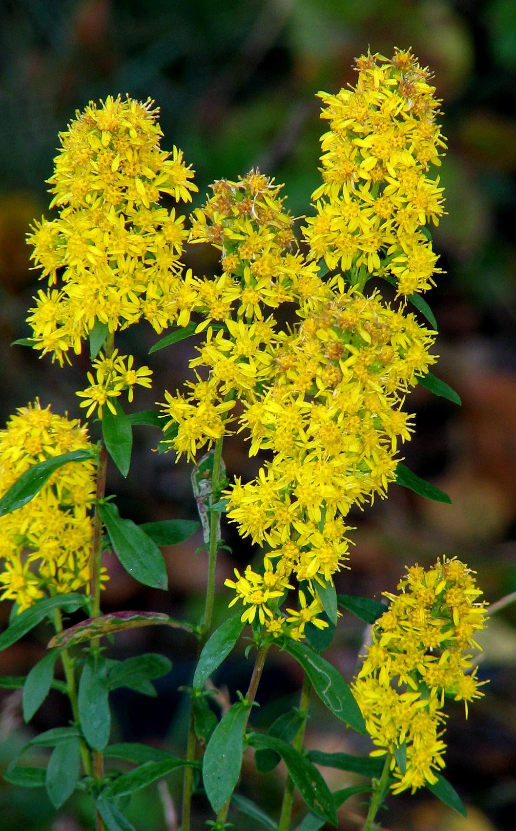 Downy Goldenrod Flower heads