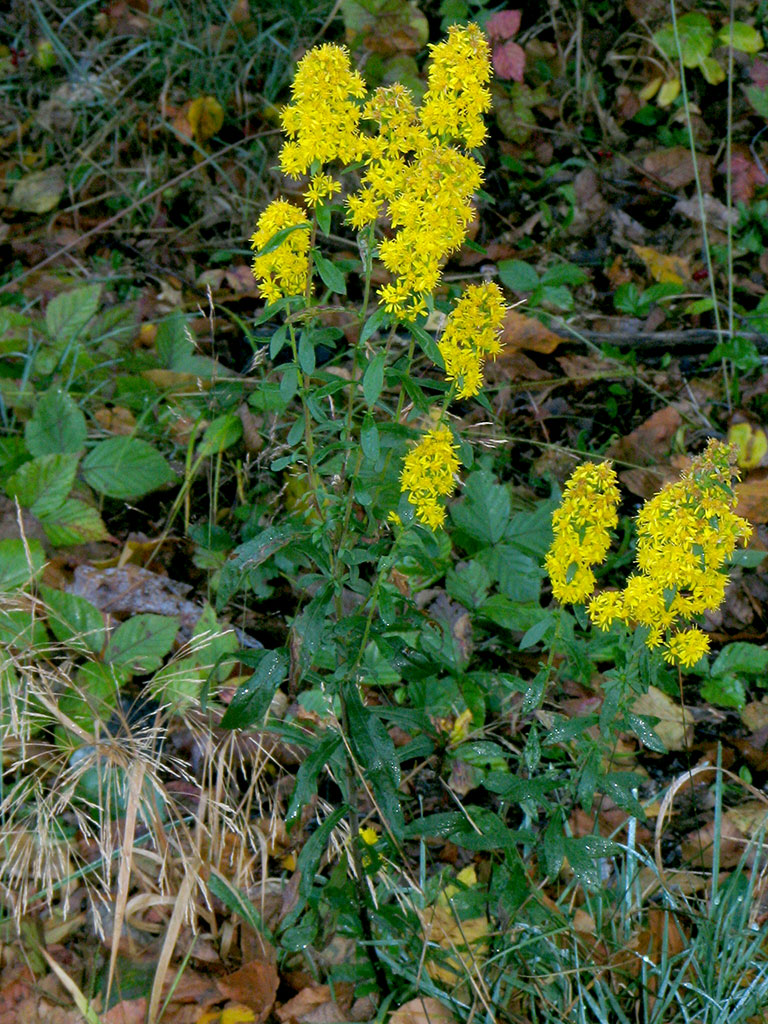 Downy Goldenrod Plant