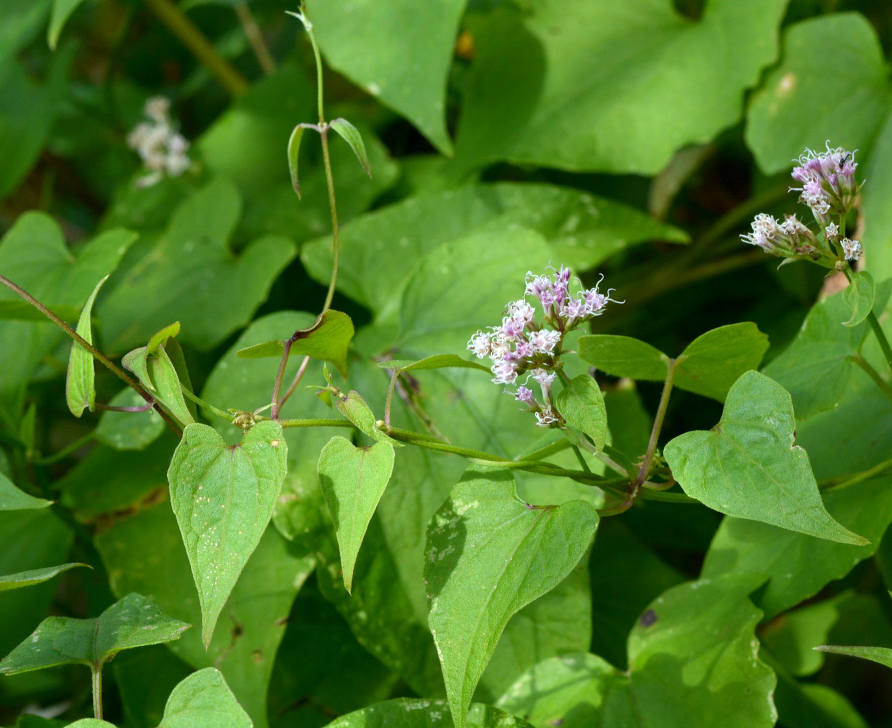 Climbing Hempweed