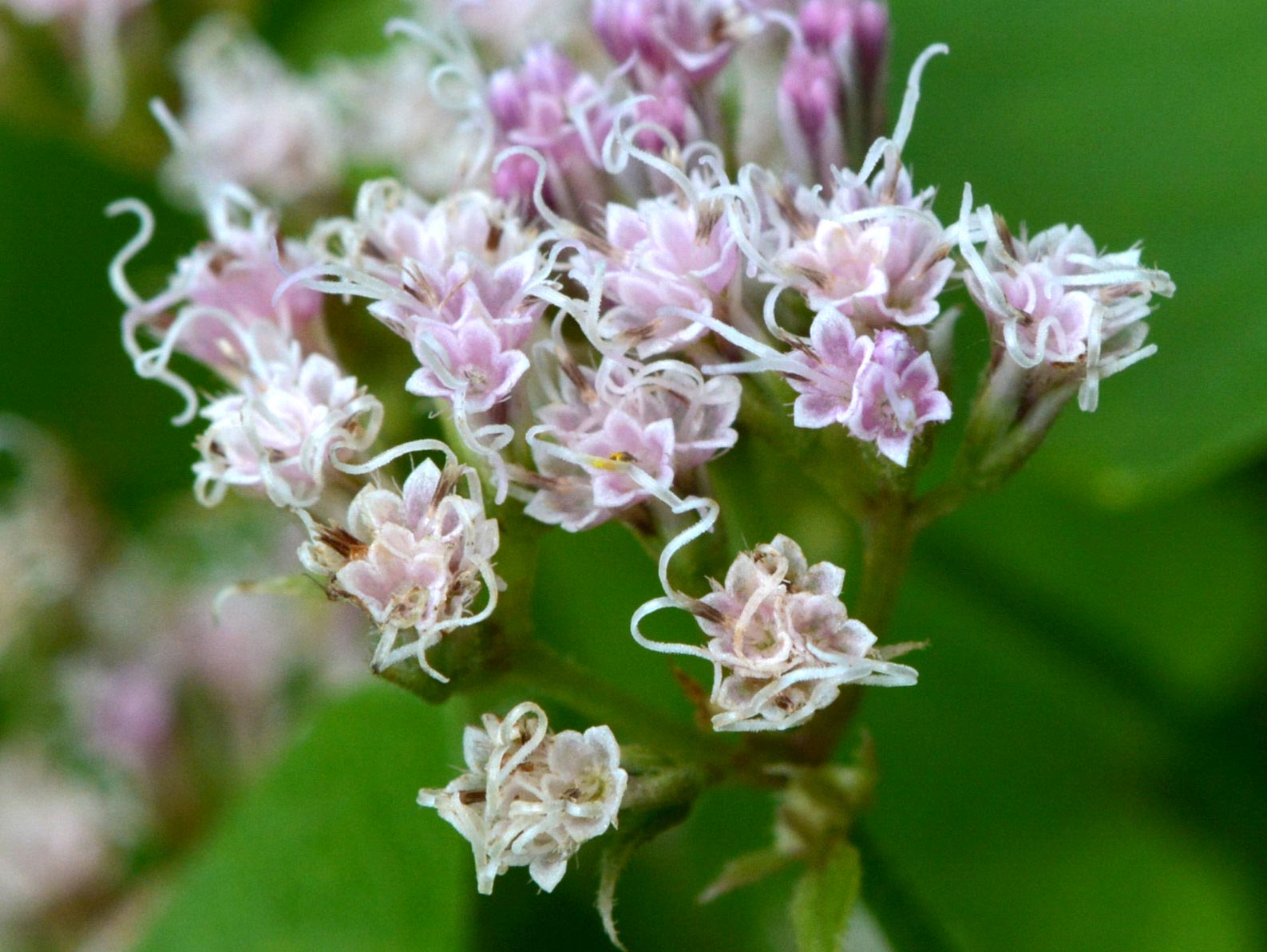 Climbing Hempweed  Blossom