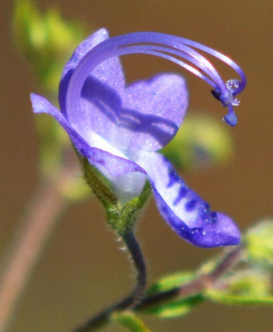 Blue Curls Close-up of Blossom