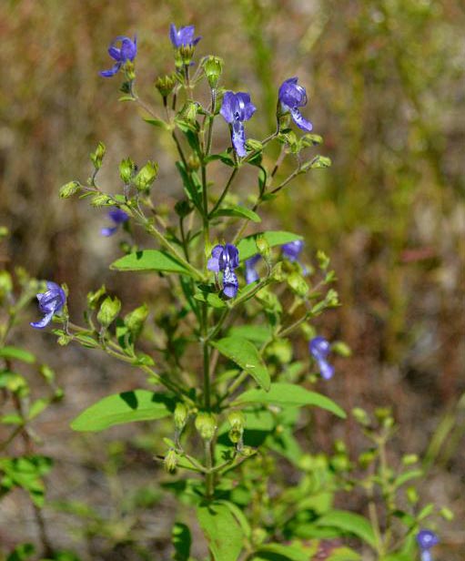 BLue Curls plant
