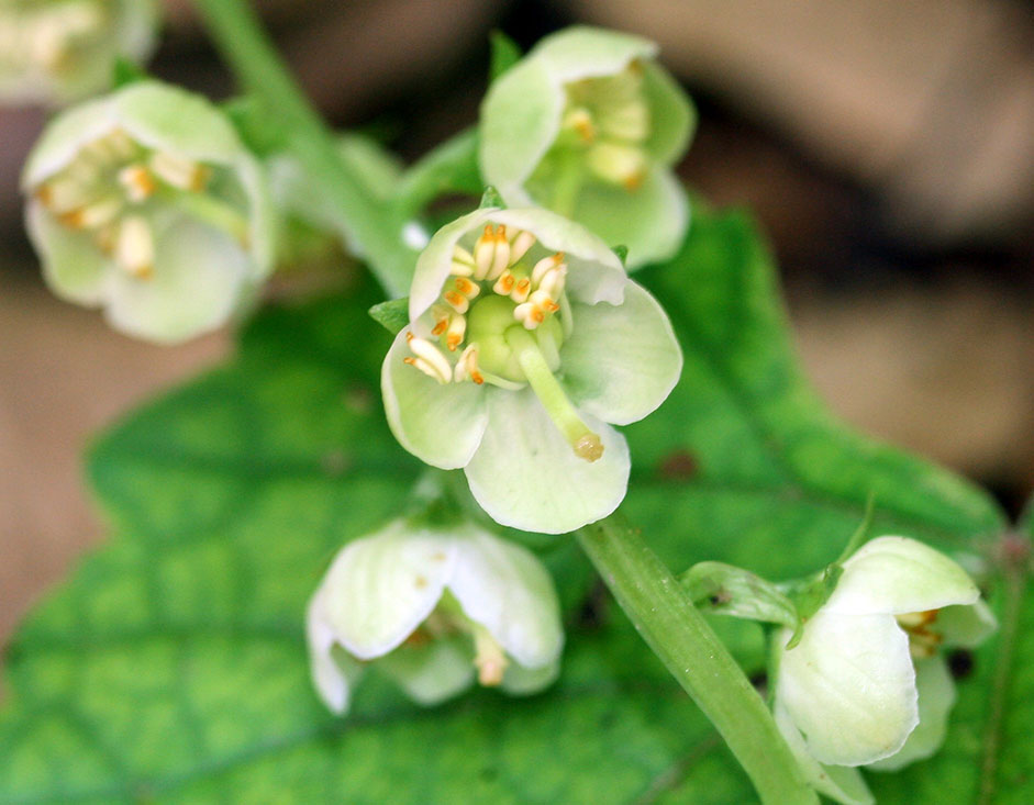 close-up of flower