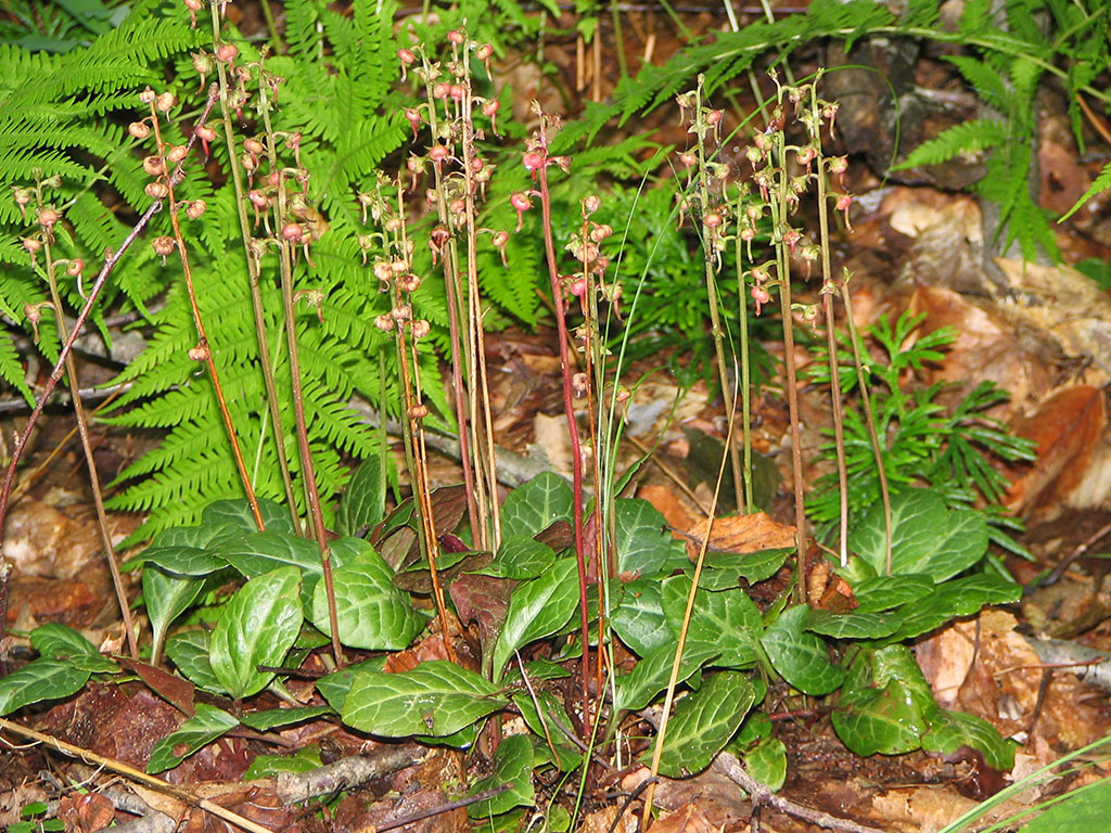 Round-leaved Shinleaf  