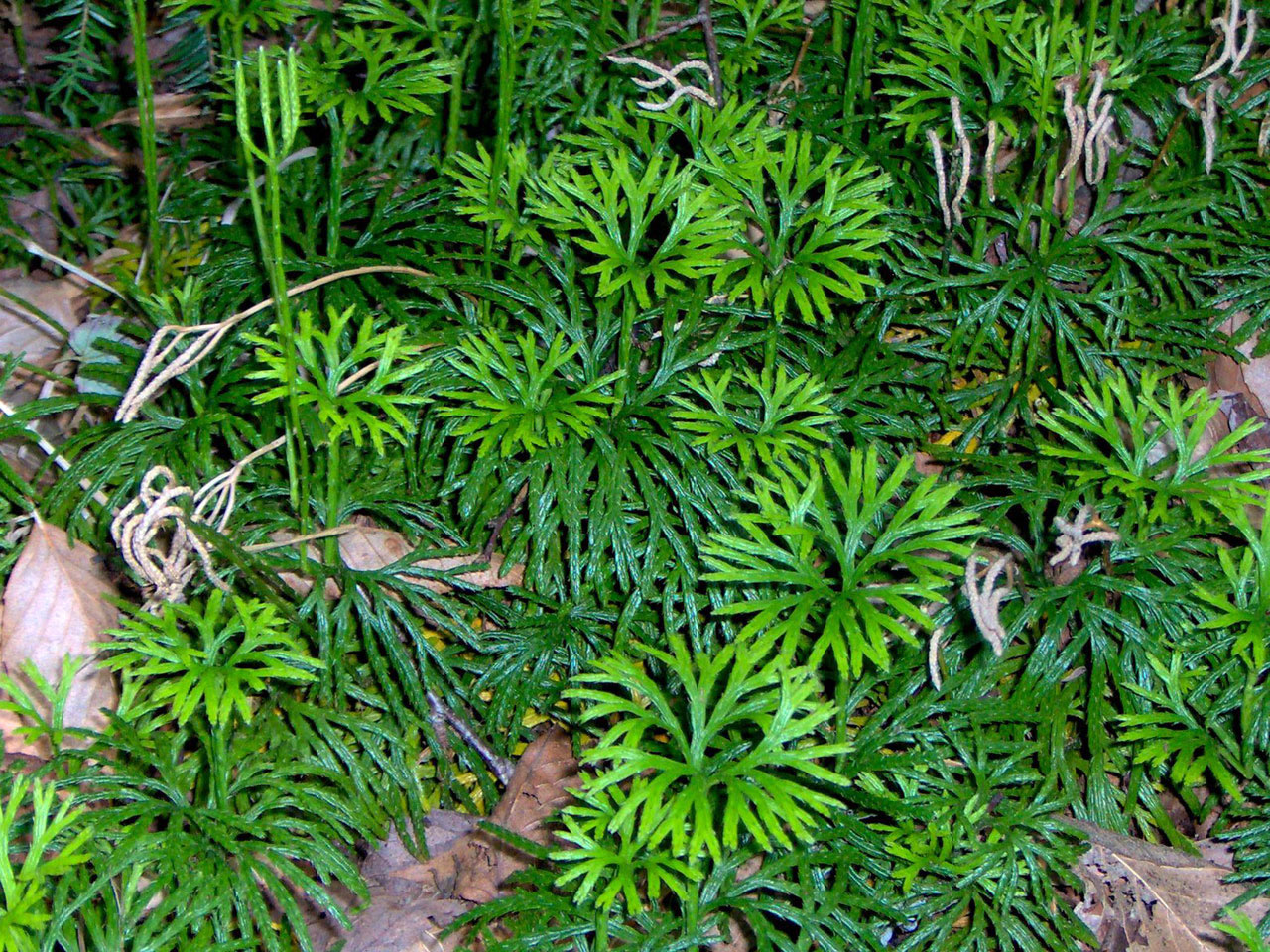 Creeping Jenny, Southern Ground- cedar, Dead-man’s-fingers