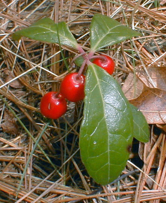 Wintergreen