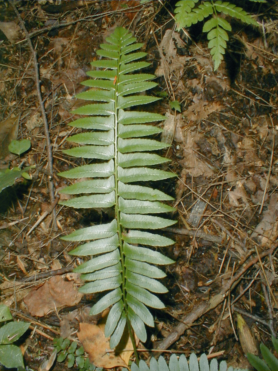 Christmas fern frond