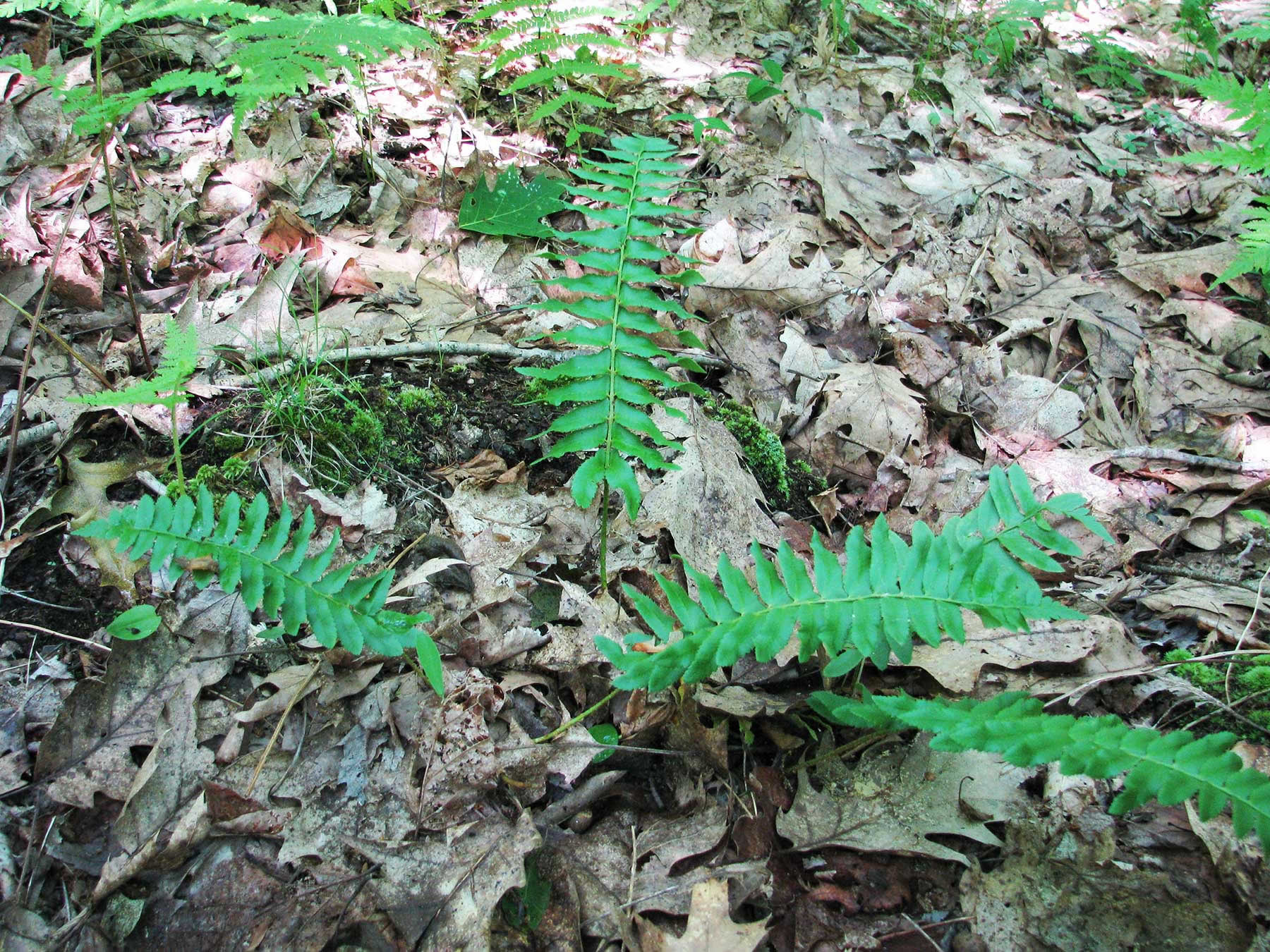Christmas Fern Plant
