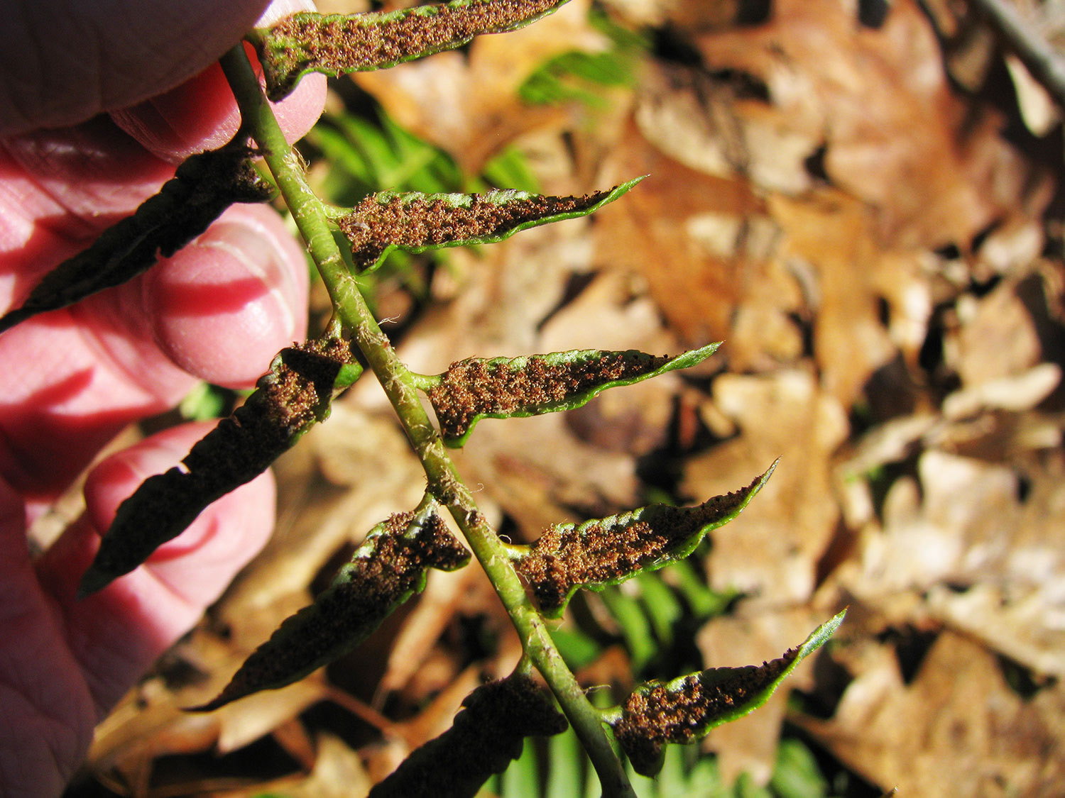 Christmas fern spores