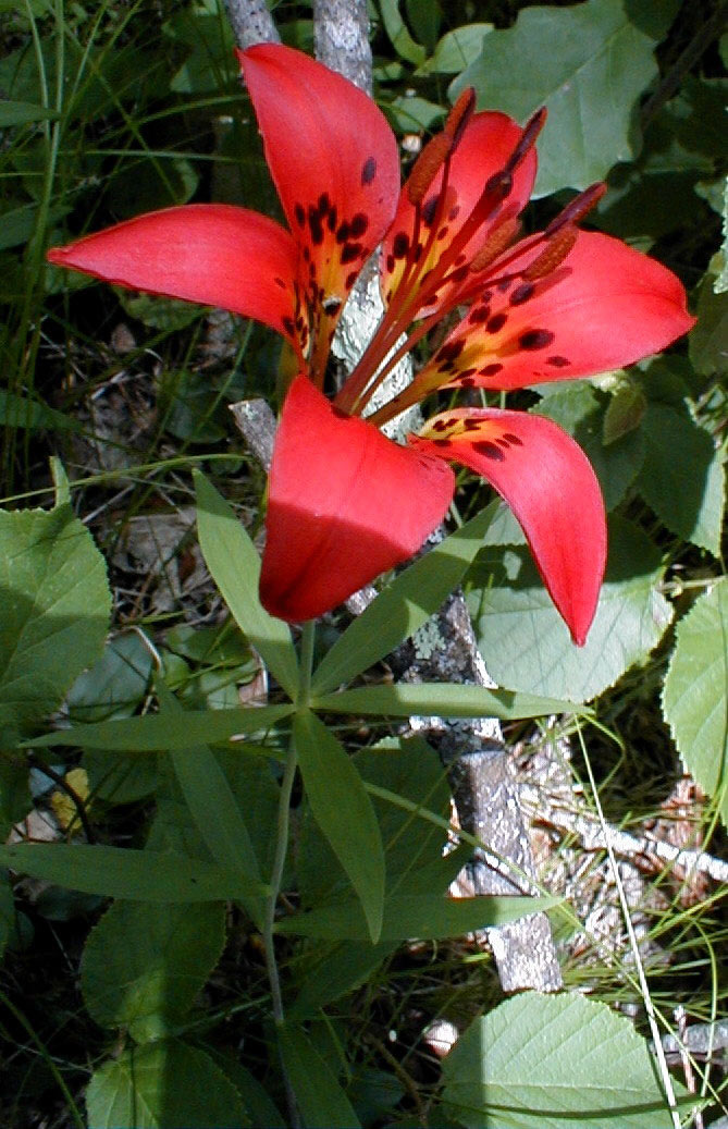 Wood Lily