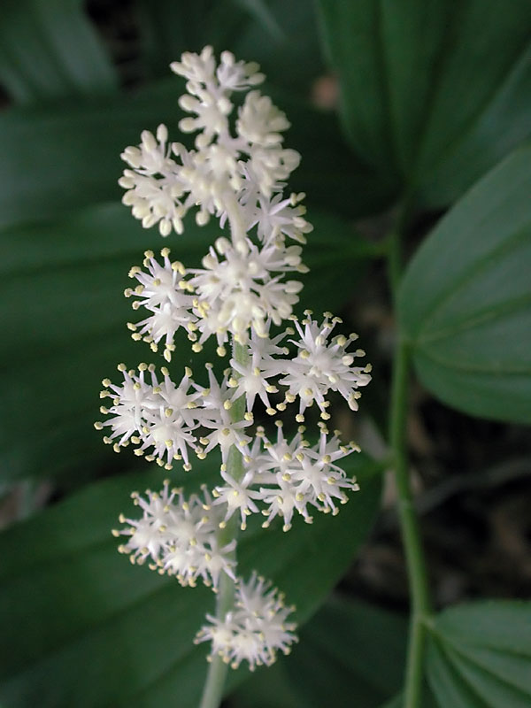 False Solomon’s Seal