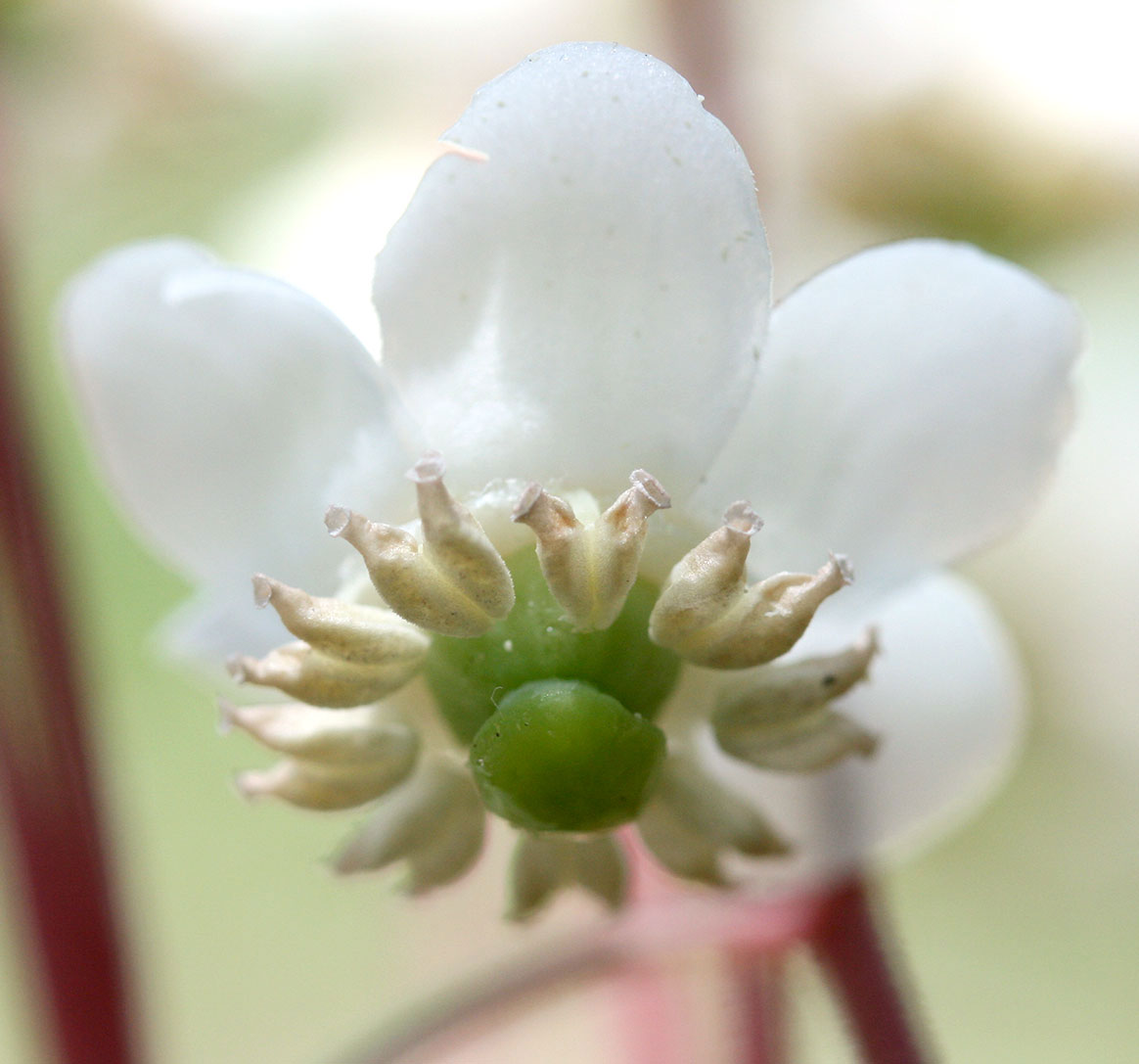Striped Pipsissewa close-up