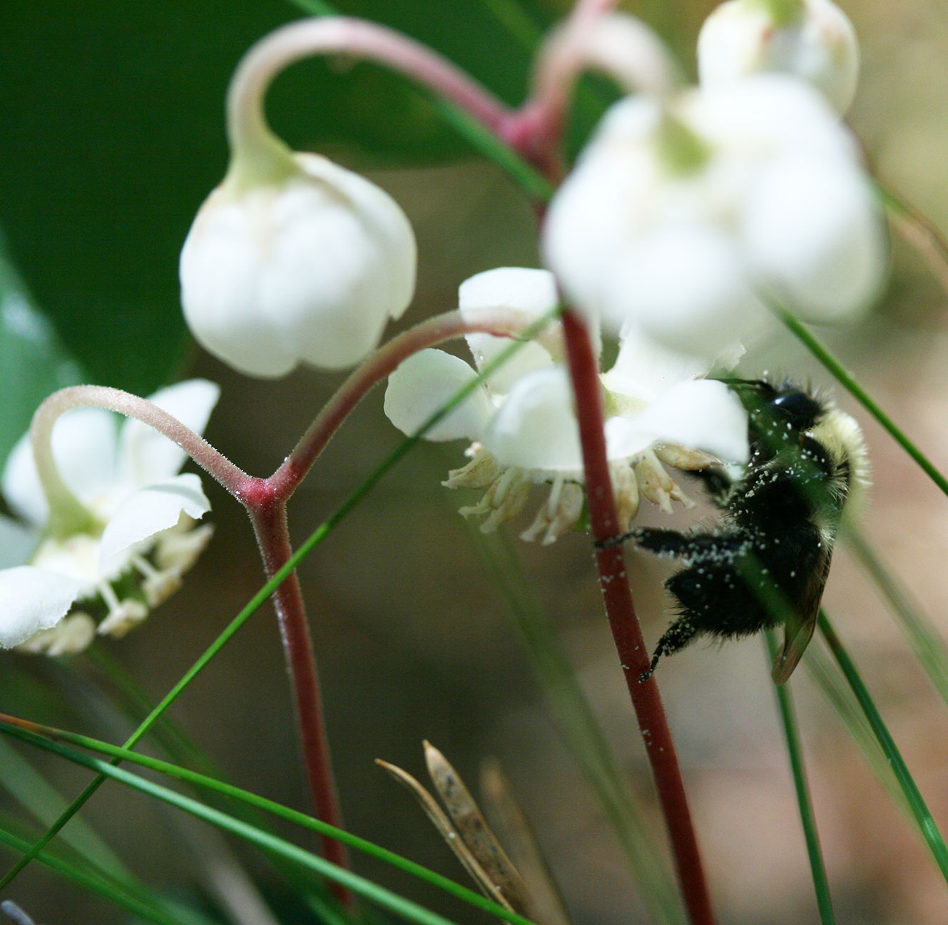 Striped pipsissewa blossoms