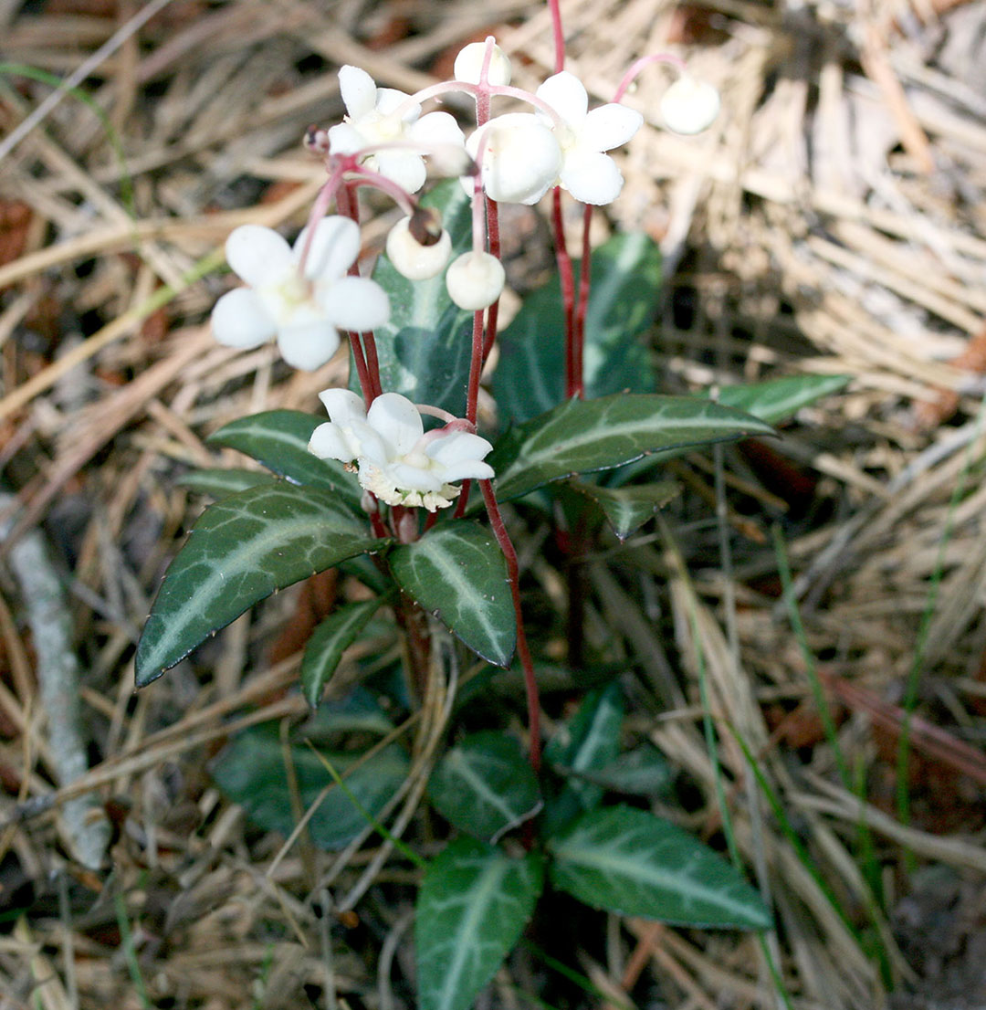 Striped Pipsissewa