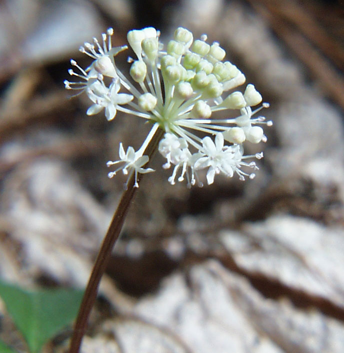 Dwarf Ginseng blossom