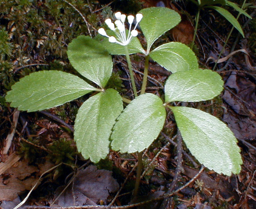 Dwarf Ginseng plant