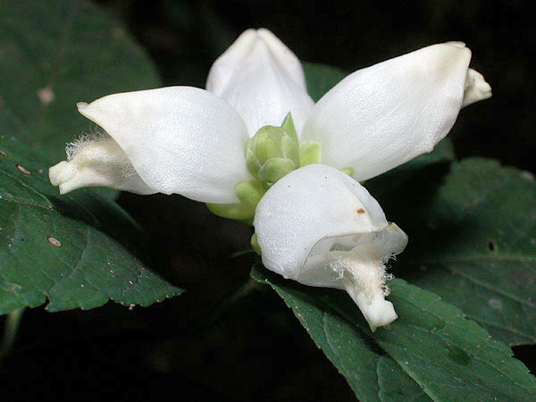 Turtlehead flower