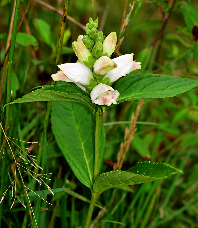 Close-up of flowerhead