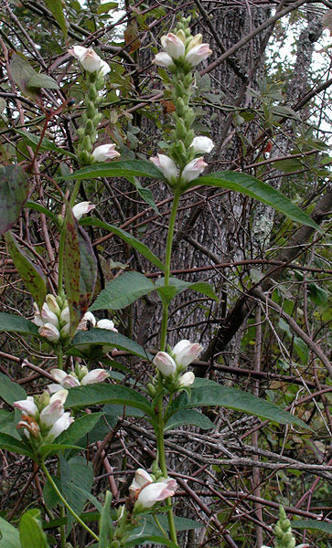 Turtlehead Plant