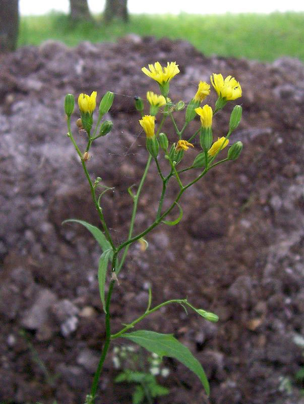 Nipplewort flowers