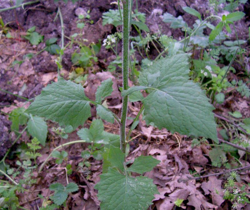 Nipplewort leaves