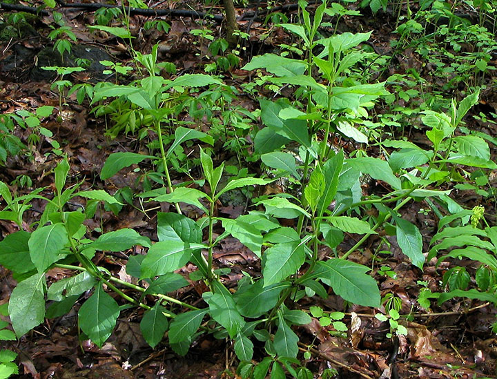 Wild Coffee plant