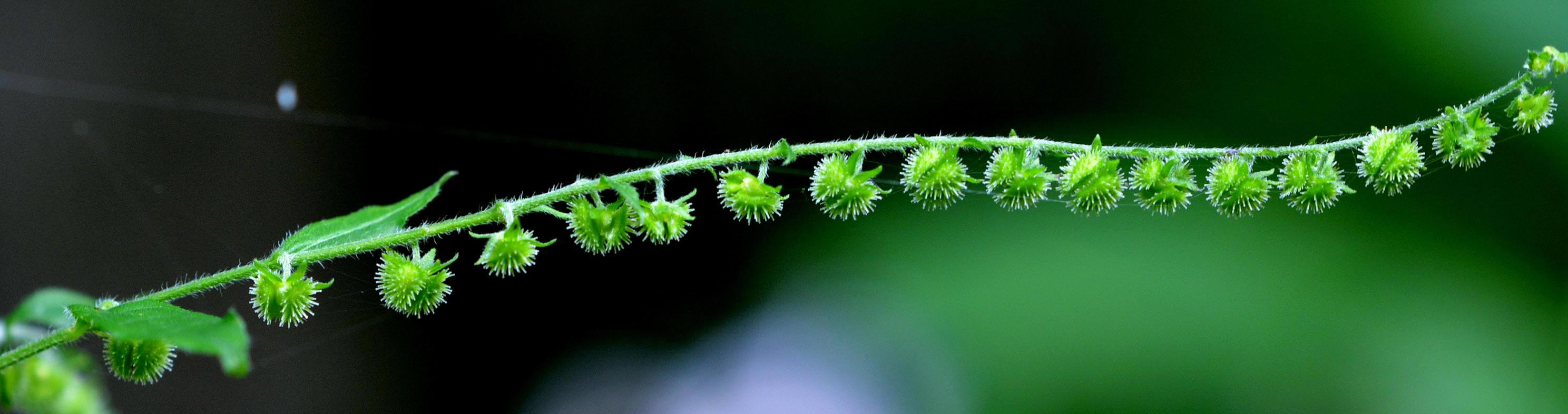Virginia Stickseed in seed