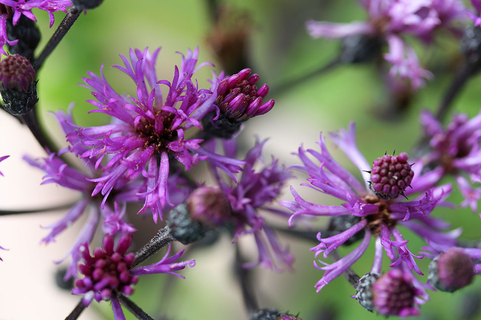 Close up New York Ironweed