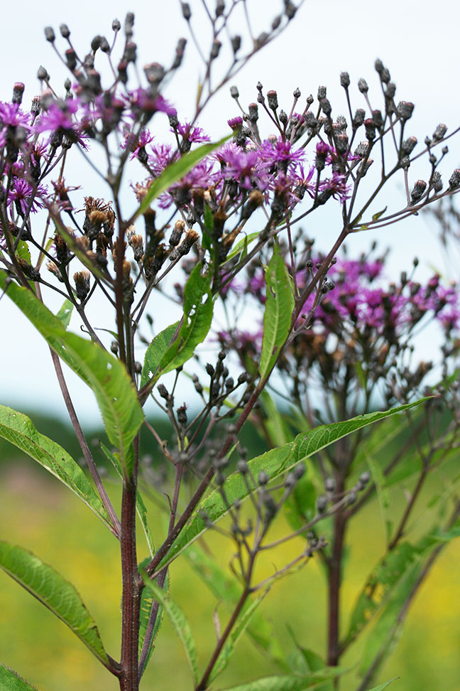 New York Ironweed