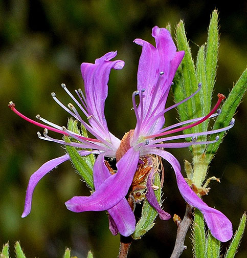 Rhodora flowers