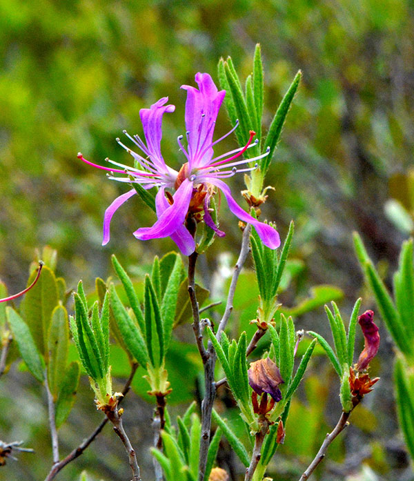 Rhodora plant