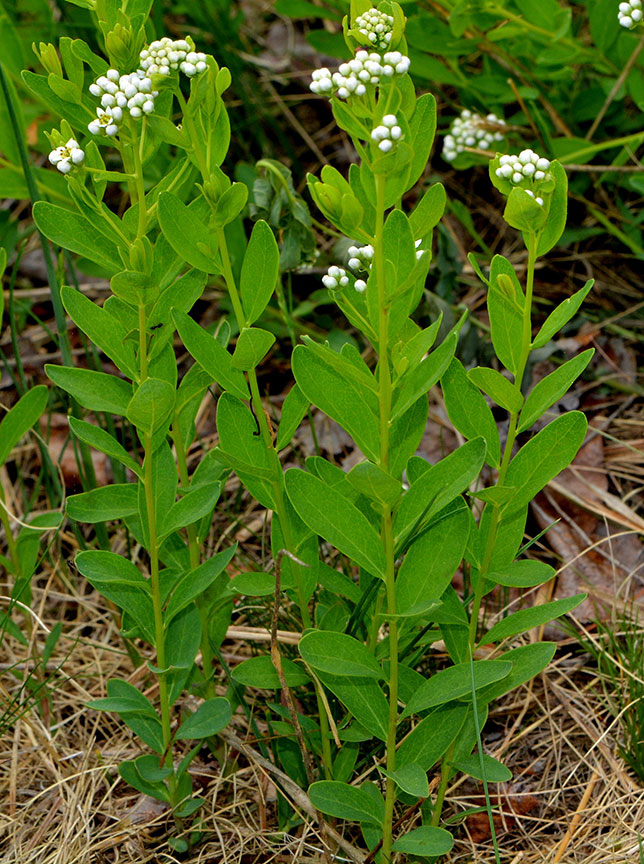 Bastard Toadflax Plants
