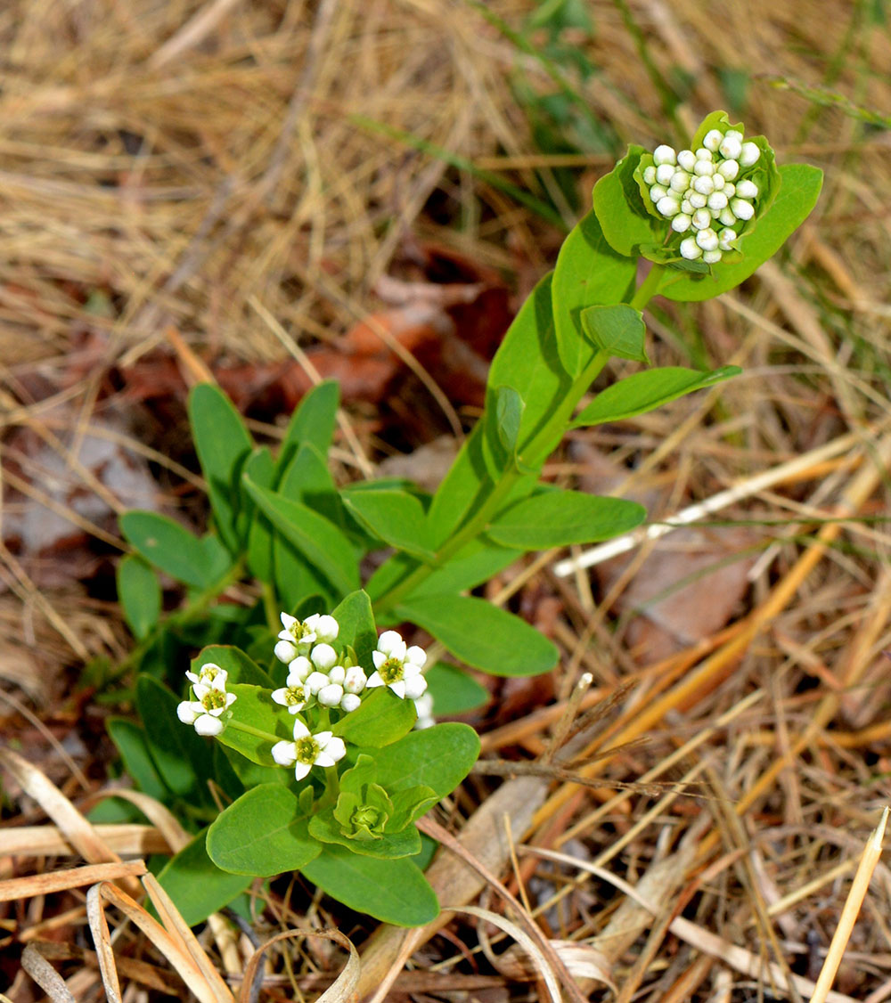 Bastard Toadflax plant