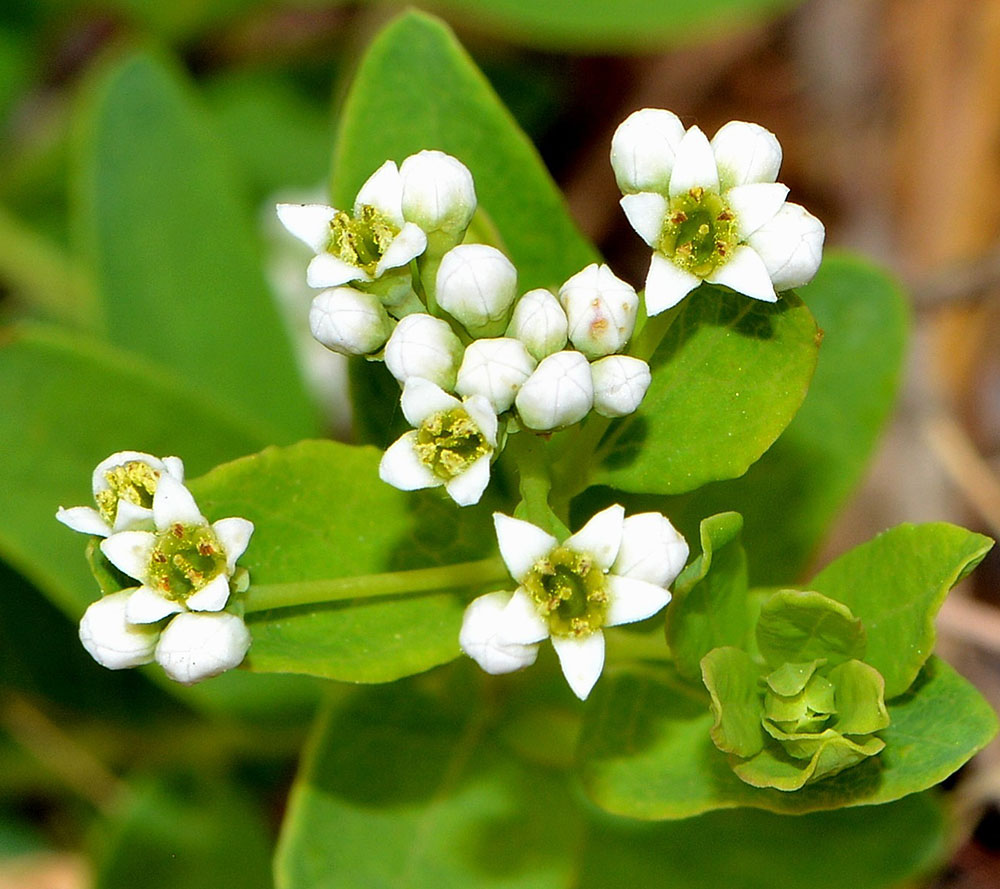 Bastard Toadflax flowers