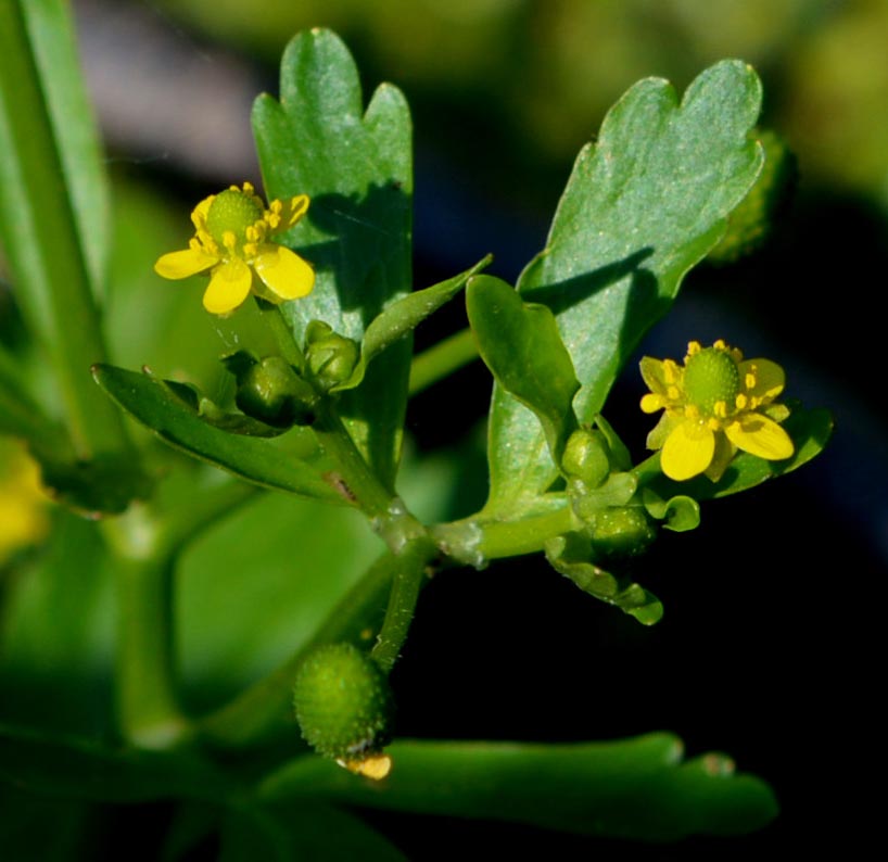 Cursed Crowfoot flowers