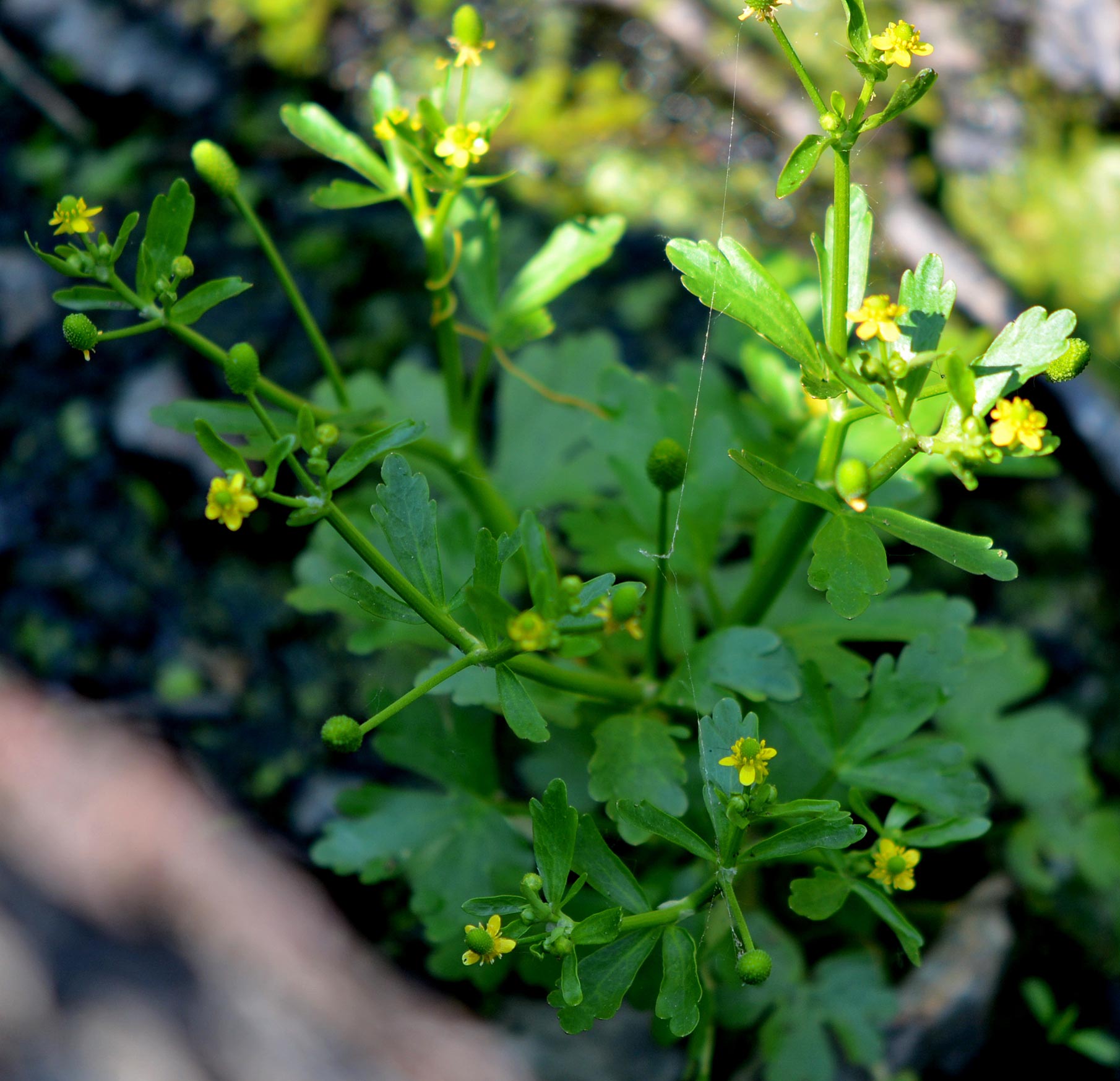 Cursed Crowfootflower stalk