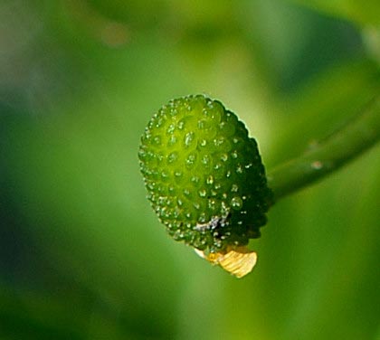 Cursed Crowfoot recepticle